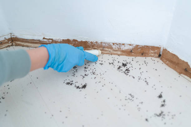 Best Flea Control Services  in Crosby, MN